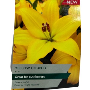LILY YELLOW COUNTY (3)